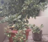 Servicio de Jardineria