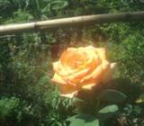 Rosas y Claveles para tu jardin