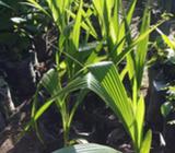 Venta de Coco Malasino