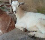 Cabras Jovenes