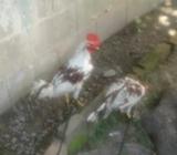 Gallos para Las Luchas
