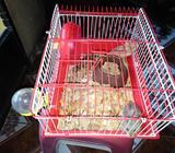 Vendo Hamsters