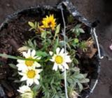 Plantas Naturales