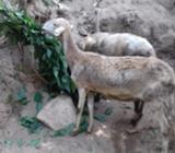 vendo dos carneras y una cabra