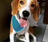 Perro Beagle Busca Novia