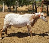 Vendo Ovinos (pelibuey,dorper,kathadin)
