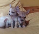 Vendo Chihuahua Mini Hoy de Dos Meses