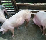 Se Vende 3 Cerdos Ya para Destazo