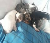 Se Regalan Perritos sin 3 Varo Y 2 Hembr