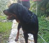 Vendo Rottwailer Exelente Linaje