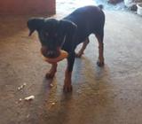 Vendo Esta Perrita de 3 Meses