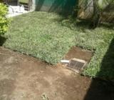 Grama, Jardineria, Jardinero