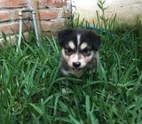 Husky mezclado 2 hembras