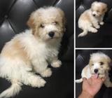 Bichon Habanero