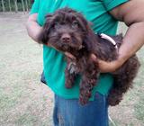 Cachorrita Maltés Minitoy