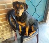 Vendo Lindo Rottwailer 16 Meses