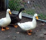 Pato Pekinés