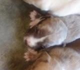Cachorritos Apbt