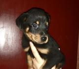 Lindas Cachorras Rotwailler
