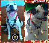 Harnes para Pitbull Garantizado 5 Meses