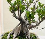 Hermoso Bonsai en maceta de cerámica