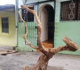 Arbol Seco para Tu Jardin