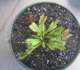 Planta carnívora 