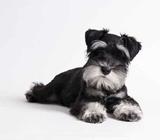 Busco Mini Snahuzer