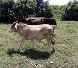 Torito Brahman