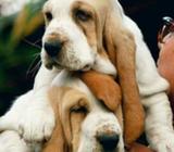 Vendo Basset Hound