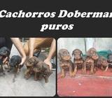 Doberman 1 mes y días