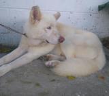 Vendo Siberian Hoshkey Blanco